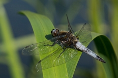 David Plant Photography - Wildlife Photography - Scarce chaser - C